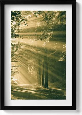 Produktbild von Sonnenstrahlen im Wald– Wandbild mit Rahmen – Gerahmtes Bild  – Wanddekoration – 40x60 cm –  Schwarz