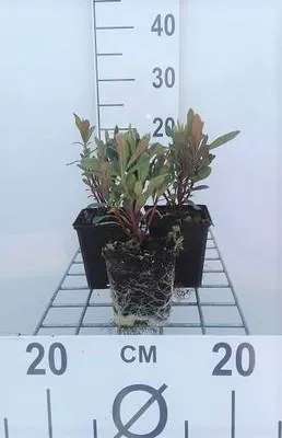 Obrázok produktu pre 6 x Euphorbia amygd. 'Purpurea' - ostrica - kvetináč 9 x 9 cm