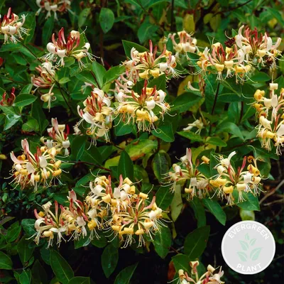 Produktbild von Lonicera Henryi, Geißblatt, Orange/Rot, 50-70 cm, Topf 15 cm
