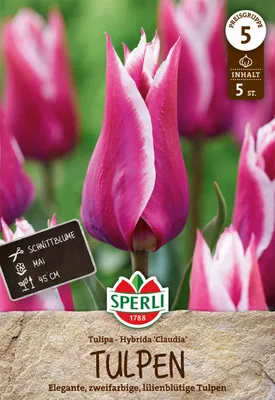 Produktbild von Tulpe Claudia (5 Stück) | Lilienblütige Tulpen von Sperli