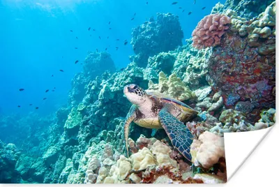 Produktbild von MuchoWow® Poster Grüne Meeresschildkröte im Great Barrier Reef 180x120 cm - Fotoplakat