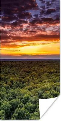 Produktbild von MuchoWow® Poster Wald - Nacht - Himmel - Horizont - Bäume 60x120 cm - Wandschmuck