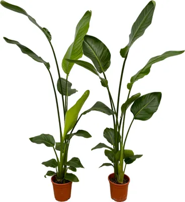 Produktbild von Trendyplants - 2x Strelitzia Nicolai - 130 cm - Ø17cm