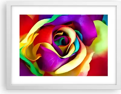 Produktbild von Gerahmtes Poster - Weißer Rahmen - Blume Farbe Rose - 40x30 cm - Wand Bild - Wanddeko - Wandbilder - Kunstposter - Wandposter - Bilderrahmen - Bilder - Kunstdruck - Wandbild - P2WAA40x30-3623