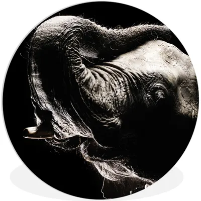 Produktbild von MuchoWow® Rundes Wandbild - Runde Bilder Elefant in Schwarz und Weiß Ø 30 cm Kreis Wanddekoration Kunststoff - Wandkreis - Wandschmuck - Schlafzimmer - Bilder - Der Kreis - Kunst für die Wohnung - Plastik - Kunstdruck - Wandbild