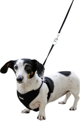 Obrázek produktu pro Postroj pro štěňata s vodítkem, 30 - 50 cm x 10 mm, Kerbl