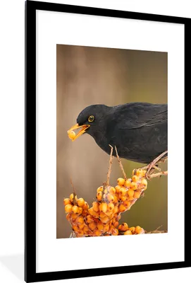 Produktbild von MuchoWow® Gerahmtes Poster Vogel - Amsel - Winter - Eis - Beere 60x90 cm - Poster mit Schwarzem Bilderrahmen Wandposter Rahmen Foto Bilder - Dekoration - Wandposter Wohnzimmer - Hochwertig