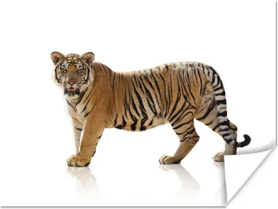 Produktbild von MuchoWow® Poster Tiger - Tier - Weiß 160x120 cm - Foto Plakat