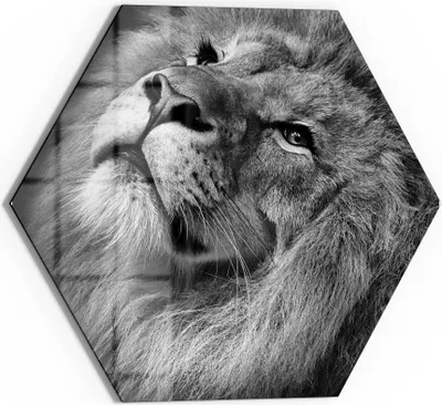 Produktbild von DEQORI Glasbild Echtglas 40x35 cm 'Der König der Tiere' Wandbild Bild modern Deko