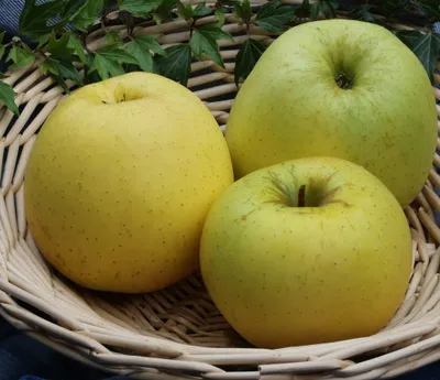 Produktbild von Apfelbaum `Golden Delicious´ - 120-140cm im 10 Liter Topf