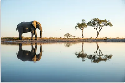 Produktbild von MuchoWow® Poster Elefant - Wasser - Bäume - Tiere - Natur 60x40 cm - Schlafzimmerdekoration