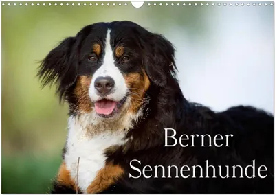Produktbild von Berner Sennenhunde (Wandkalender 2026 DIN A3 quer), CALVENDO Monatskalender