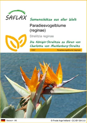 Produktbild von SAFLAX - Paradiesvogelblume (reginae) - 5 Samen - Strelitzia reginae