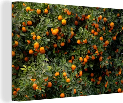Produktbild von OneMillionCanvasses® - Leinwandbilder - 140x90 cm, Orange - Baum - Frucht, Wandbilder Kunstdruck Wanddekoration