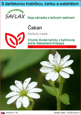 Obrázok produktu pre SAFLAX Darčeková sada - čakan - Stellaria media - 1000 Semená - S darčekovou krabičkou, prepravným štítkom, darčekovou kartou a pestovateľským médiom
