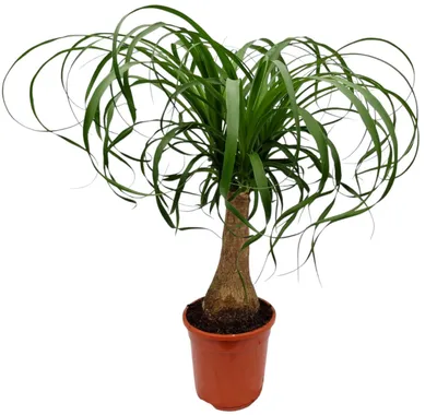 Produktbild von Exotischer Elefantenfuß 50cm Zimmerpflanze