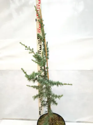A young tree in a pot, with a measuring stick next to it.