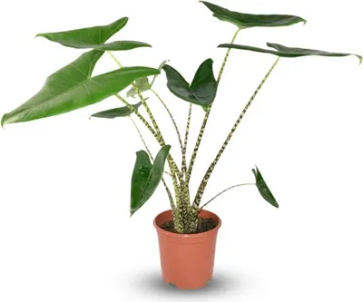 Produktbild von Pfeilblatt Alocasia Zebrina Ø21cm Höhe 70–75cm – Elefantenohr mit gestreiften Stielen – Exotische Zimmerpflanze für Wohnraum & Büro