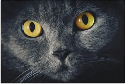 Produktbild von ARTland Wandbild Alu für Innen & Outdoor Katzenaugen Größe: 60x40 cm