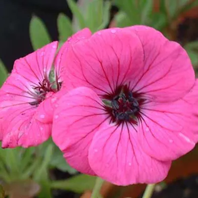 Produktbild von 6 x Aschgrauer Storchschnabel  - Geranium cinereum 'Splendens'  | Topf 9cm x 9cm