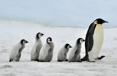 Produktbild von 3 D Ansichtskarte Pinguine, Postkarte Wackelkarte Hologrammkarte Tiere Tier Pinguin