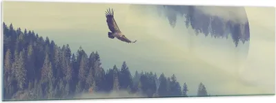 Produktbild von Bilder auf glas - Vogel Natur Wald - 160x50cm - Glasbilder - Wandbilder - Kunstdruck - zum Aufhängen bereit - Wanddekoration aus Glas - Glas Bilder - Wandbild auf Glas - Einteilig - GAB160x50-3853