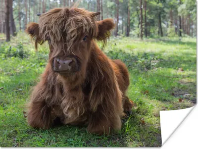 Produktbild von MuchoWow® Poster Schottischer Highlander - Kröte - Tiere 120x90 cm - Wandbild