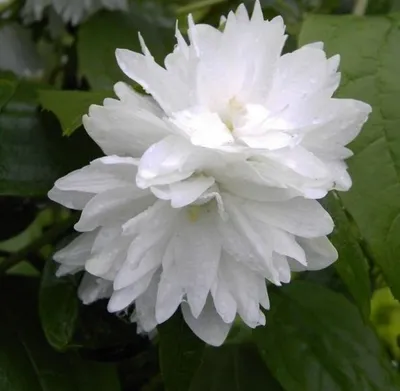 Produktbild von Gartenjasmin - Pfeifenstrauch - Philadelphus Minnesota Snowflake - stark duftend (40-60)