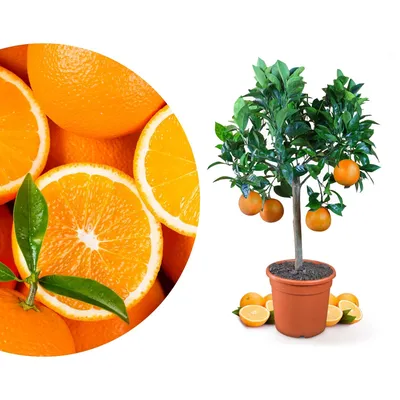 Produktbild von Meine Orangerie Orangenbaum Mezzo - echte Orange - Zitruspflanze - 70 bis 90 cm - Citrus sinensis - Orange Tree - veredelter Apfelsinenbaum in Gärtner-Qualität