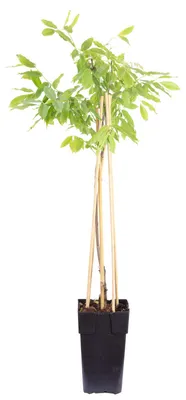 Produktbild von Chinesischer Blauregen - Höhe ca. 50 cm, Topf-Ø 15 cm - Wisteria Sinensis 'Prolific'