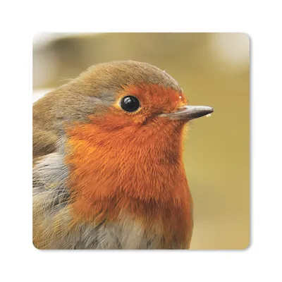 Produktbild von MuchoWow® Mauspad Mousepad Vogel - Rotkehlchen - Porträt 20x20 cm - Mousepads - Maus Mat - Pad - Mausunterlage - Desk Mat - Bureauartikeln