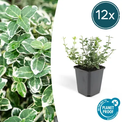 Produktbild von Bodendecker - Kriechspindel - Euonymus fortunei 'Emerald Gaiety' - 9cm Topf - Set mit 12 Pflanzen