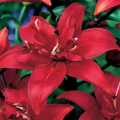 Produktbild von Lilium Zwiebel Blumen Doppelte Asiatische Lilie Cocktail Twins 1 St.