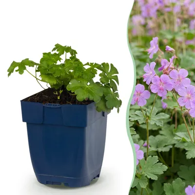 Produktbild von Green boutiQ - Stauden - Geranium macr. Czakor - Storchschnabel - Bodendecker - Lila-Rosa - 12 Pflanzen - Topf 11cm - Höhe 15-25cm