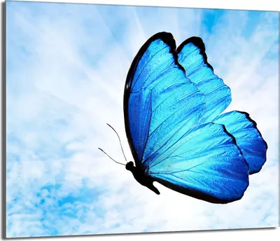 Obrázek produktu pro Skleněná deska 60x52 s keramickým krytem varné desky Splashback Deco Deska na krájení, Butterfly Blue