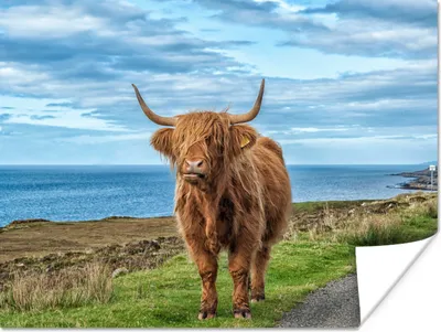 Produktbild von MuchoWow® Poster Schottischer Highlander - Wasser - Hörner 160x120 cm - Foto Plakat