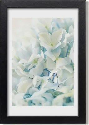 Produktbild von Bild 20x30 MDF-Rahmen, Wandkunst Hortensie Blume