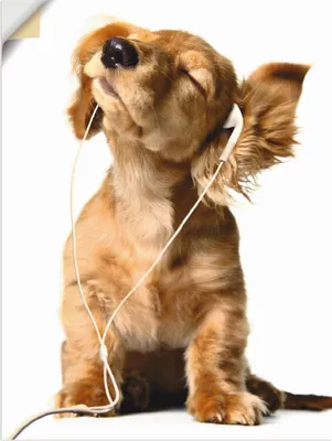 Produktbild von ARTland Wandbild, selbstklebend Junger Hund hört Musik über Kopfhörer Größe: 30x40 cm