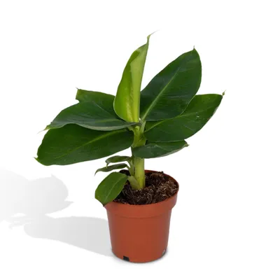 Produktbild von Meergroothandel Musa Orientalischer Zwerg - 25 cm, ø12 cm