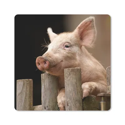 Produktbild von MuchoWow® Mauspad Mousepad Schwein - Tier - Zaun 20x20 cm - Mousepads - Maus Mat - Pad - Mausunterlage - Desk Mat - Bureauartikeln