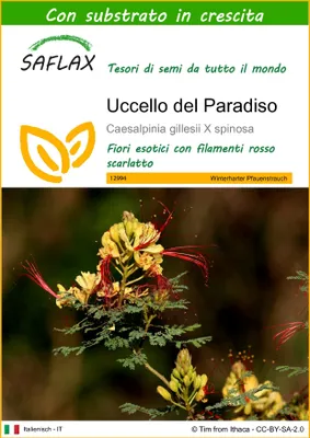 Immagine prodotto di SAFLAX  - Uccello del Paradiso - 10 semi - Con substrato - Caesalpinia