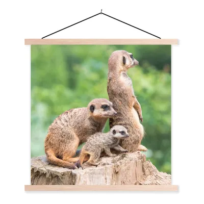 Produktbild von MuchoWow® Textilposter Erdmännchen - Baumstumpf - Jungtier 40x40 cm mit holzfarbenen Rahmen - Posterleiste