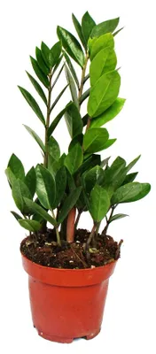 Obrázek produktu pro Zamioculcas zamiifolia - Zamio Palm - Zamio Fern 12cm kvetinác