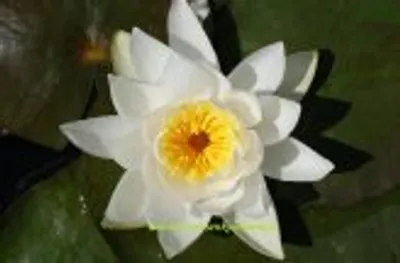 Produktbild von 1 SEEROSE der Sorte Odorata Alba, weisse Blüte