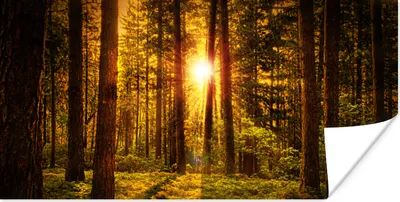 Produktbild von MuchoWow® Poster Wald - Sonne - Bäume - Natur - Sonnenuntergang 40x20 cm - Poster für die Wand - Poster Schlafzimmer