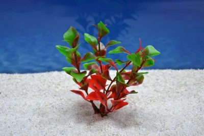 Produktbild von Amtra Ludwigia S 12 cm – Künstliche Pflanzendeko Aquarium