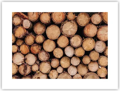 Produktbild von Poster - Poster ohne Rahmen - Holz Baumstämme Stämme - 40x30 cm - Wand Bild - Wanddeko - Wandbilder - Kunstposter - Wandposter - Bilder - Kunstdruck - Wanddekoration - Wandbild - P2XAA40x30-4864