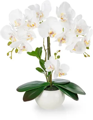 Image de Unyqoos® : Orchidées artificielles dans un pot en céramique blanc, finition luxueuse et brillante – Décoration réaliste et facile d'entretien, idéale pour le salon, la salle de bain et le bureau