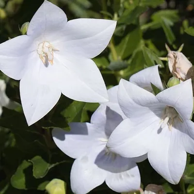 Produktbild von 6 x Garten-Ballonblume  - Platycodon grandiflorus 'Fuji White'  | Topf 9cm x 9cm