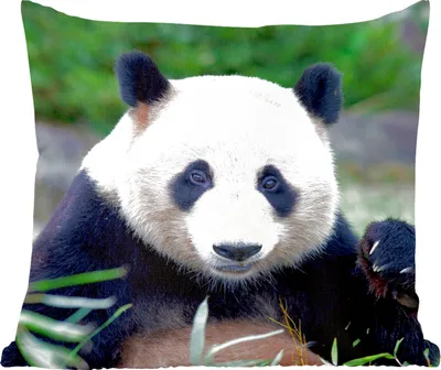 Produktbild von MuchoWow® Zierkissen Sofakissen Wohnzimmer Dekokissen 50x50 cm Großer Panda - Gras - Steine - Komfort - Sofakissen
